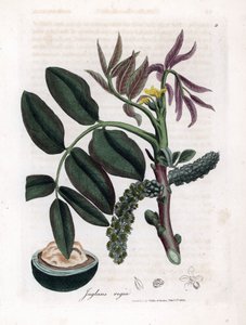 Planche botanique : feuilles, plantes et fruit de noyer - James Sowerby
