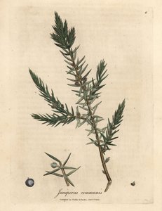 Juniperus communis - James Sowerby