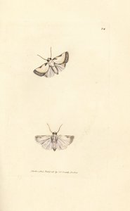 Beauté de Brixton, Acontia nitidula - James Sowerby