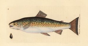 Truite brune, Salmo trutta fario (Truite gillaroo, Salmo fario)