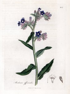 Buglosse officinale