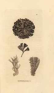 Bugulina avicularia