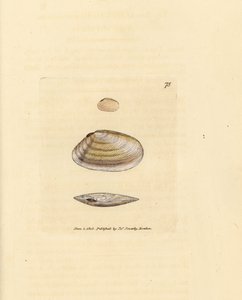 Coquille de telline sucrée, Tellina similis. Gravure en cuivre colorée à la main par James Sowerby du British Miscellany, ou Figures colorées de sujets animaux nouveaux, rares ou peu connus. - James Sowerby