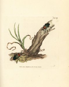 Carabe brillant. Gravure à la main en cuivre colorée par James Sowerby de The British Miscellany, ou Figures colorées de sujets animaux nouveaux, rares ou peu connus