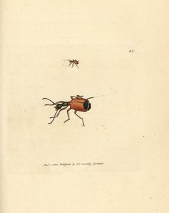 Carabe à col rond - James Sowerby