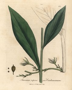 Cardamome, Elettaria cardamomum