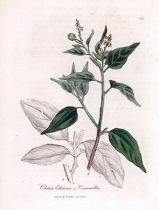 Cascarille officinale ou bois de quinquina doux ou faux - Cascarilla, Croton (Clutia) eluteria - James Sowerby