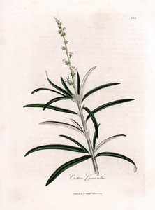 Cascarille officinale, Croton eluteria - James Sowerby