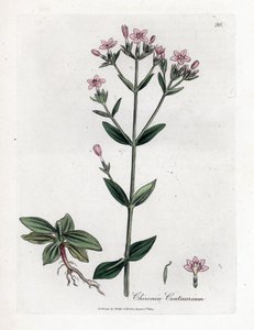 Centaurée chironia, Chironia centaurium - James Sowerby