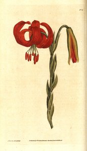 Lys de Chalcedoine, Lilium chalcedonicum - James Sowerby