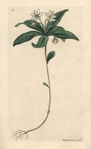 Trientale d