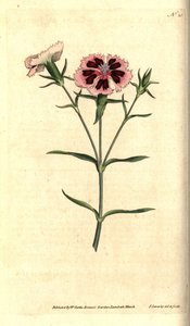 Œillet de Chine, Dianthus chinensis