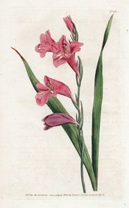 Glaïeul commun, du Botanical Magazine de William Curtis - James Sowerby
