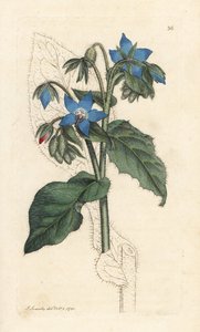 Bourrache officinale, Borago officinalis Gravure à la main d