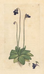Grassette commune, Pinguicula vulgaris. Gravure à la main en couleur d