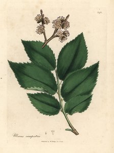 Orme commun - James Sowerby