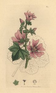 Mauve commune, Malva sylvestris