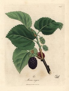 Mûrier noir, Morus nigra