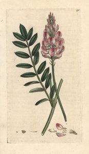 Sainfoin commun, Onobrychis viciifolia