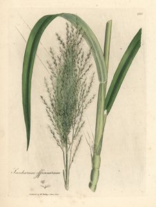 Canne à sucre commune, Saccharum officinarum