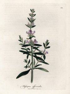 Hysope officinale. Gravure à la main d