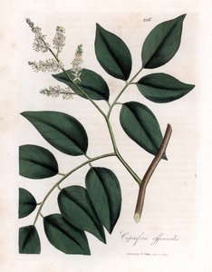 Copaïer - Baume de Copaïba, Copaifera officinalis. Gravure à la main en couleur d