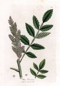 Sumac des corroyeurs - James Sowerby