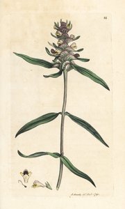 Mélampyre à crête, Melampyrum cristatum - James Sowerby