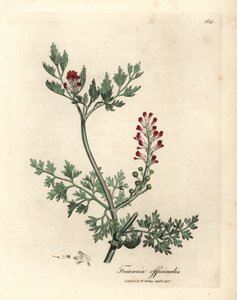 Fumeterre à fleurs cramoisies, Fumaria officinalis - James Sowerby