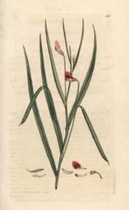 Gesse écarlate, Lathyrus nissolia. Gravure à la main d