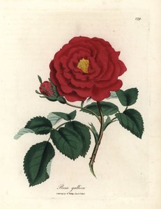 Rose officinale cramoisie, Rosa gallica - James Sowerby