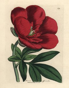 Pivoine cramoisie, Paeonia officinalis - James Sowerby