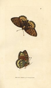 Argynnis aglaia (Papilio charlotta) - James Sowerby