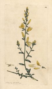 Genêt des teinturiers, Genista tinctoria Gravure à la main d
