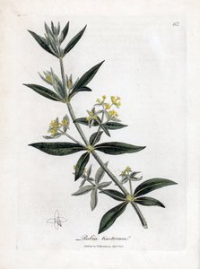 Garance des teinturiers, Rubia tinctorum. Gravure à la main d
