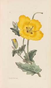 Botanique Anglaise, 1790-1800 - James Sowerby