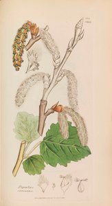 Botanique anglaise, 1790-1800 - James Sowerby