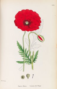 Botanique anglaise - James Sowerby