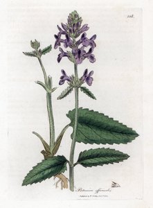 Épiaire officinale ou bétoine - Bétoine des bois, Stachys officinalis. Gravure à la main d