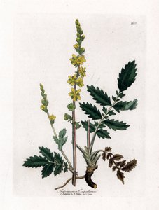 Aigremoine eupatoire, Agrimonia eupatoria. Gravure à la main en couleur d