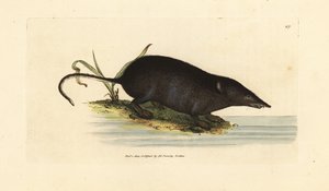 Musaraigne aquatique eurasienne, Neomys fodiens - James Sowerby