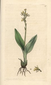 Orchis des marais, Liparis loeselii (Ophrys nain, Ophrys loeselii). Gravure à la main d