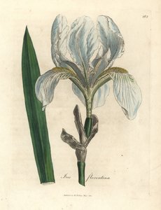 Iris florentin, Iris florentina - James Sowerby