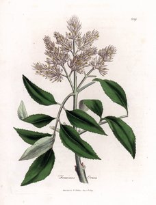 Frêne à fleurs, Fraxinus ornus. Gravure à la main en couleur d