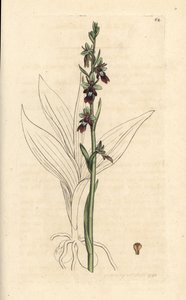 Orchis mouche - James Sowerby