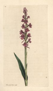 Orchis odorant, Gymnadenia conopsea. Gravure à la main d