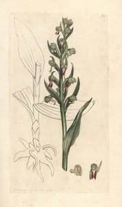Orchis grenouille, Dactylorhiza viridis. Gravure à la main d
