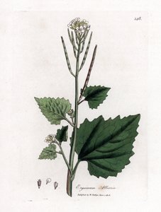 Alliaire officinale, Alliaria petiolata. Gravure sur cuivre coloriée à la main d