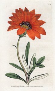 Gazania (gazania) raide - James Sowerby