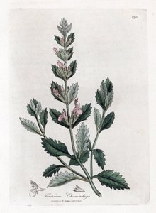 Germandrée petit chêne - Germandrée petit chêne, Teucrium chamaedrys. Gravure sur cuivre coloriée à la main d